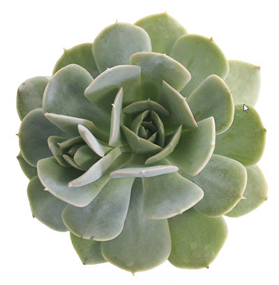 Holy Gate Echeveria